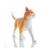 4D Orange Tabby Cat Skeleton & Anatomy Model Kit Contains 25 Detachable Organs and Body Parts and Display Stand for Education Or Veterinarians Anatomy Teaching Model view 3