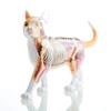 4D Orange Tabby Cat Skeleton & Anatomy Model Kit Contains 25 Detachable Organs and Body Parts and Display Stand for Education Or Veterinarians Anatomy Teaching Model view 4