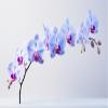Puzzle 1000 Piece Jigsaw Puzzle for Adults Purple Orchid Flower Intellectual Educational Decompressing Puzzle Family Holiday Puzzle Challenging Family Activity view 1