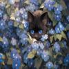 1000 Piece Adult Jigsaw Puzzle, Cat in The Flower Bush, Amazing Bright Colors, Animal Puzzles for Jigsaw Lovers view 1