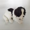 PawFection Pets Border Collie Dog, Realistic, Lifelike Stuffed Interactive Nodding Pet Toy, Companion Pet Puppy with 100% Handcrafted Synthetic Fur view 2