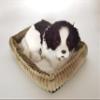PawFection Pets Border Collie Dog, Realistic, Lifelike Stuffed Interactive Nodding Pet Toy, Companion Pet Puppy with 100% Handcrafted Synthetic Fur view 4