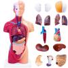 11 Inch Small Human Body Model for Anatomy Study - 15 Detachable Parts Educational Torso with Internal Organs, DIY Assembly Anatomy Model for Students, Teachers, and Medical Healthcare Professionals view 1