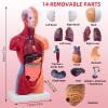 11 Inch Small Human Body Model for Anatomy Study - 15 Detachable Parts Educational Torso with Internal Organs, DIY Assembly Anatomy Model for Students, Teachers, and Medical Healthcare Professionals view 2