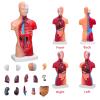 11 Inch Small Human Body Model for Anatomy Study - 15 Detachable Parts Educational Torso with Internal Organs, DIY Assembly Anatomy Model for Students, Teachers, and Medical Healthcare Professionals view 3