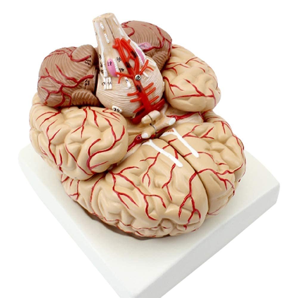 Anatomical Human Brain Model with Blood Vessels, Medical Teaching Aid, Life-Size Educational Model