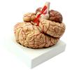 Anatomical Human Brain Model with Blood Vessels, Medical Teaching Aid, Life-Size Educational Model view 2
