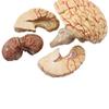 Anatomical Human Brain Model with Blood Vessels, Medical Teaching Aid, Life-Size Educational Model view 3