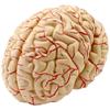 Anatomical Human Brain Model with Blood Vessels, Medical Teaching Aid, Life-Size Educational Model view 4