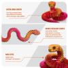 30 Inch 3D Printed Snake - Movable Articulated Snake, Perfect 3D Printed Animals for Educational Toys! Must-Have Toys for Kids and Collectors, Home Office Executive Desk Decor (Red Gold) view 4