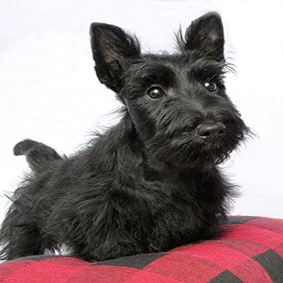 500 Pieces Puzzles Scottish Terrier Black Dog - for Youth Home Decor Funny Jigsaw Puzzles