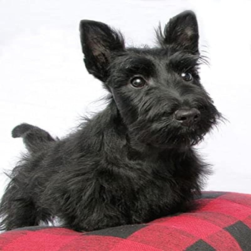 500 Pieces Puzzles Scottish Terrier Black Dog - for Youth Home Decor Funny Jigsaw Puzzles