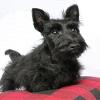 500 Pieces Puzzles Scottish Terrier Black Dog - for Youth Home Decor Funny Jigsaw Puzzles view 1