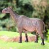 Gemini&Genius Paraceratherium Animals Action Figure Toys for Kids (Giant Rhinoceros) view 3