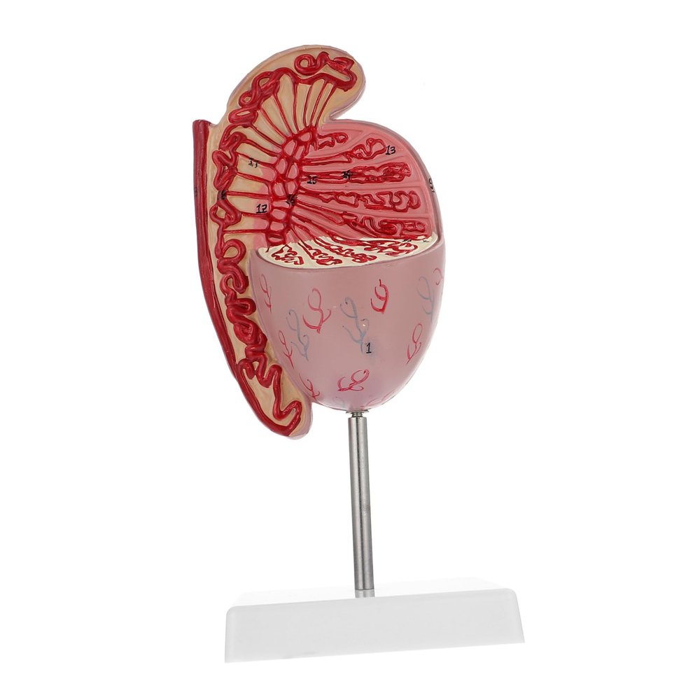 Dissection Model for Human Anatomy Study Enlarged Male Reproductive System Realistic Detail for Teaching and Biology Classes