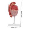 Dissection Model for Human Anatomy Study Enlarged Male Reproductive System Realistic Detail for Teaching and Biology Classes view 2