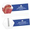 Dissection Model for Human Anatomy Study Enlarged Male Reproductive System Realistic Detail for Teaching and Biology Classes view 3