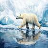 1000 Piece Adult Jigsaw Puzzle Polar Bear, Cold Arctic Landscape Adult Jigsaw Puzzle, Gifts for Jigsaw Lovers view 1