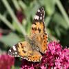 Insect Lore Butterfly Garden Experience | No Fee Prepaid Voucher | Redeem Raise and Release 5 Baby Painted Lady Caterpillars | Observation Habitat and All Supplies Included view 3