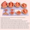 9 Month Fetal Development Process Model Medical Anatomical Pregnancy Embryo Development Model for Teaching Model 10 Piece view 2