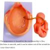 9 Month Fetal Development Process Model Medical Anatomical Pregnancy Embryo Development Model for Teaching Model 10 Piece view 3