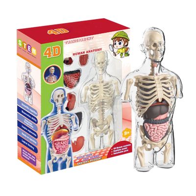 4d Human Body Model for Kids,Human Anatomy Educational Toy | Interactive Anatomy Model with Removable Human Torso Learning Sources Science Classroom Demonstration Tools