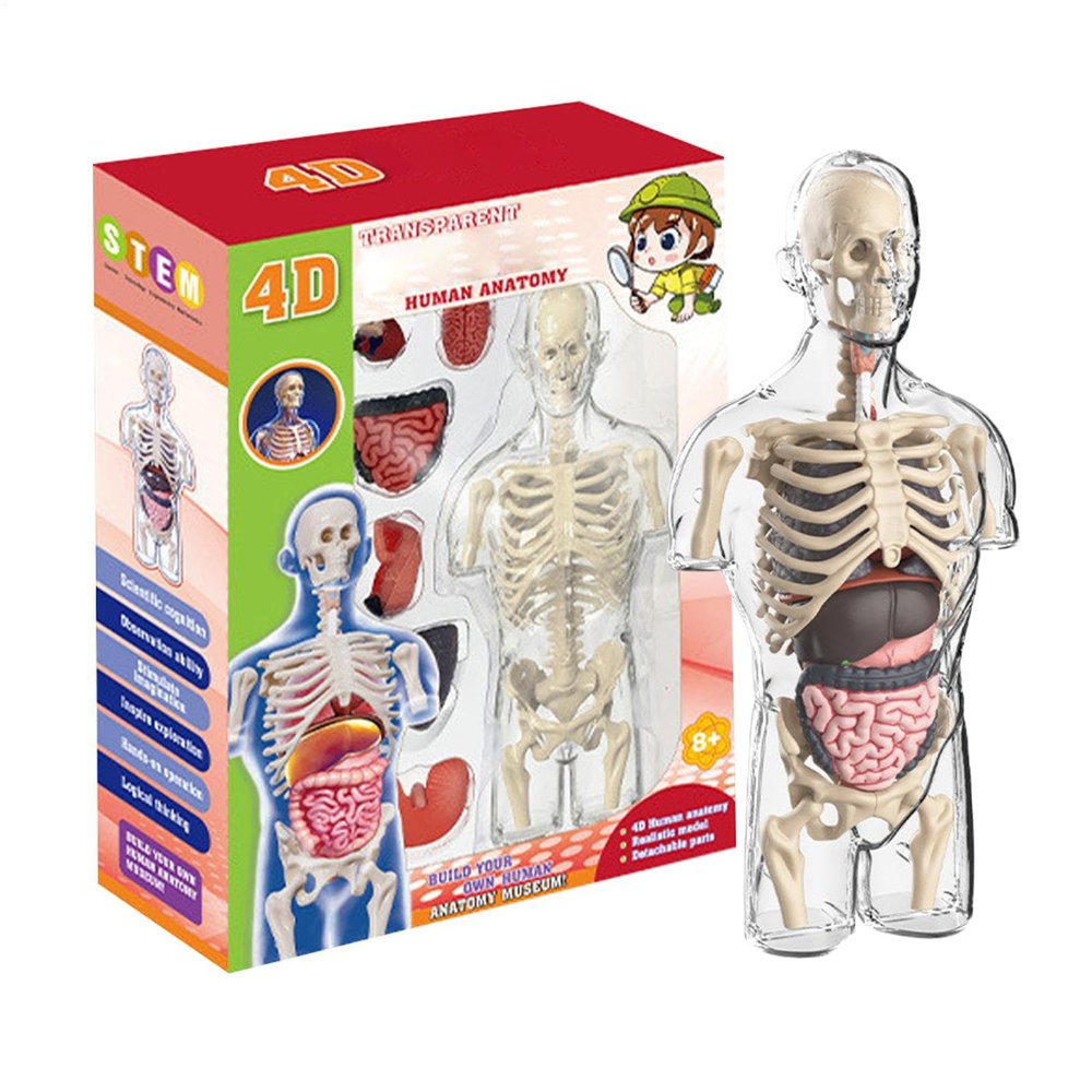 4d Human Body Model for Kids,Human Anatomy Educational Toy | Interactive Anatomy Model with Removable Human Torso Learning Sources Science Classroom Demonstration Tools