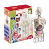 4d Human Body Model for Kids,Human Anatomy Educational Toy | Interactive Anatomy Model with Removable Human Torso Learning Sources Science Classroom Demonstration Tools view 1