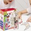 4d Human Body Model for Kids,Human Anatomy Educational Toy | Interactive Anatomy Model with Removable Human Torso Learning Sources Science Classroom Demonstration Tools view 3