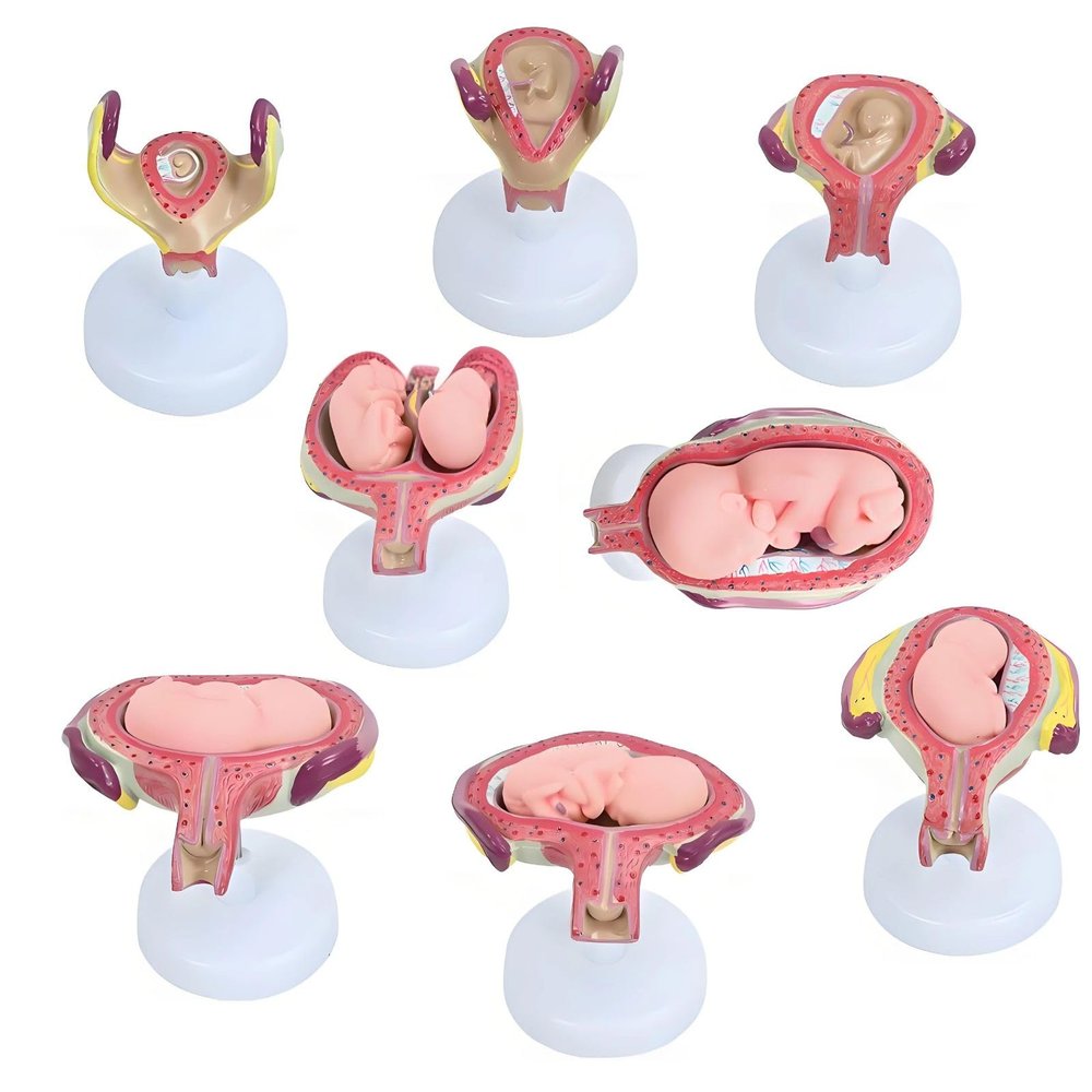 1st-7th Month Pregnancy Model Kit  Life-Size Embryo Set with Twin Option, 7 Stages Medical Education Uterus Display