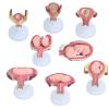 1st-7th Month Pregnancy Model Kit  Life-Size Embryo Set with Twin Option, 7 Stages Medical Education Uterus Display view 1