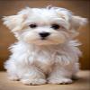 1000pcs Jigsaw Puzzles Cute Maltese Dog Puppy 1000 Piece Jigsaw Puzzle challenging and Stimulating Puzzle Game, Wall Art Unique Gift. view 1