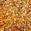 Basic Pumpkin Spice Sprinkle Mix  Fall Thanksgiving-Themed Polymer Clay Fake Sprinkles, Decoden Funfetti Jimmies (Container) view 2