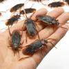 ccHuDE 100 Pcs Plastic Fake Cockroaches Small Realistic Roaches Halloween Lifelike Roaches Mini Prank Cockroaches Mini Roach Bugs Scary Roaches Decorations for April Fool' s Day view 2