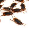 ccHuDE 100 Pcs Plastic Fake Cockroaches Small Realistic Roaches Halloween Lifelike Roaches Mini Prank Cockroaches Mini Roach Bugs Scary Roaches Decorations for April Fool' s Day view 3