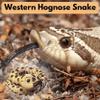 3D Printed Snake - Western Hognose Snake - Articulating 3D Printed Snake Gift - 20" Long view 3