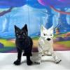 2pcs Articulating 3D Printed Wolf, Black and White Wild Animal Wolf Toy, Wild Animal Fidget ADHD AutismToy, Stress Relief, Executive Desk Toy IHWW001-BLK-WHT view 1