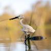 Aetheria Animals Building Set MOC Bird for Adults, Creative Spoonbill Bird Ornament Model for Adult, Build Your Animal Buildings - 146 Pieces view 3