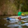 Aetheria Mallard Animals Building Set MOC Bird for Adults, Creative Mallard Ornament Model for Adult, Build Your Animal Buildings - 301 Pieces view 3