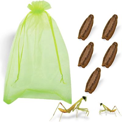Carolina Praying Mantis Habitat Kit with (Five Egg Cases) - Carolina Praying Mantis Egg Cases Comes with Outdoor Hatching Bag, Each Egg Case Produces 50 to 200 Nymphs