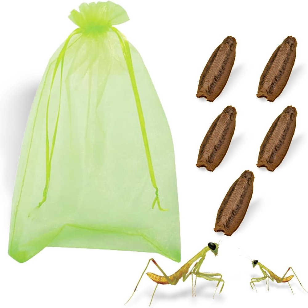 Carolina Praying Mantis Habitat Kit with (Five Egg Cases) - Carolina Praying Mantis Egg Cases Comes with Outdoor Hatching Bag, Each Egg Case Produces 50 to 200 Nymphs