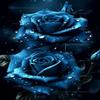 20x24 inch Blue Roses in The Night with Rain Drops DIY Diamond Painting Kits for Adults - Fantasy Roses Diamond Painting Kits,Full Drill Crystal Rhinestone Embroidery Craft Kits for Home Decor Gifts view 1