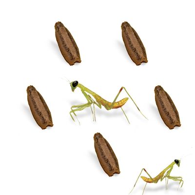 USMANTIS Carolina Praying Mantis Egg Cases (Five Egg Cases) - Beneficial for Stem Education and Gardening, Each Egg Case Produces Approximately 50 to 200 Baby Nymphs Praying mantises