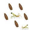 USMANTIS Carolina Praying Mantis Egg Cases (Five Egg Cases) - Beneficial for Stem Education and Gardening, Each Egg Case Produces Approximately 50 to 200 Baby Nymphs Praying mantises view 1