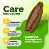USMANTIS Carolina Praying Mantis Egg Cases (Five Egg Cases) - Beneficial for Stem Education and Gardening, Each Egg Case Produces Approximately 50 to 200 Baby Nymphs Praying mantises view 3