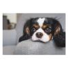 Animal Theme Puzzle - Cavalier King Charles Spaniel Dog - 1000 Piece Jigsaw Puzzle for Adults - Animal Pet Lover Challenging Puzzles for Friends Family Activity Game Nights Gifts view 1