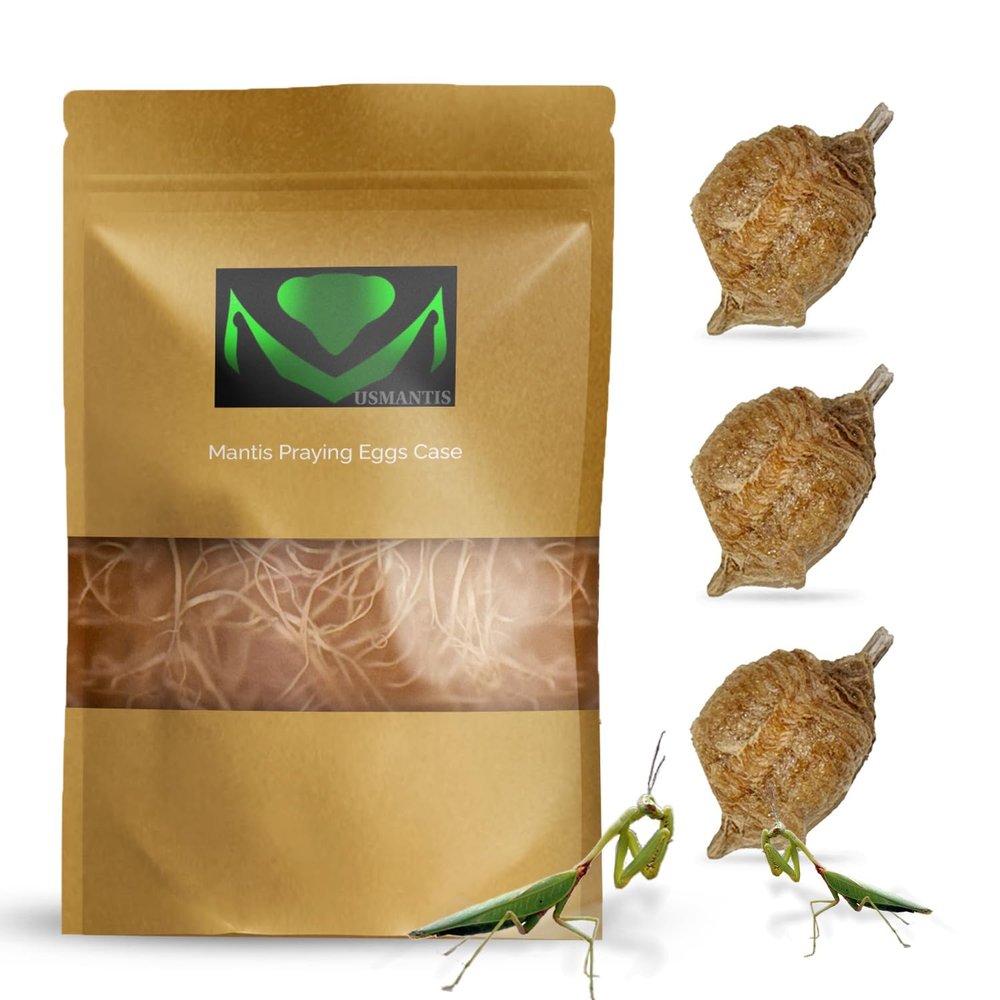 Praying Mantis Ootheca Egg Case with Hatching Habitat Bag (3 Egg Case) - Stem Education Comes with a Transparent Window Bag, Egg Case Produces Approximately up to 400 Baby Nymphs (T Sinensis)