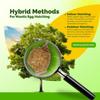 Praying Mantis Ootheca Egg Case with Hatching Habitat Bag (3 Egg Case) - Stem Education Comes with a Transparent Window Bag, Egg Case Produces Approximately up to 400 Baby Nymphs (T Sinensis) view 2