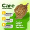 Praying Mantis Ootheca Egg Case with Hatching Habitat Bag (3 Egg Case) - Stem Education Comes with a Transparent Window Bag, Egg Case Produces Approximately up to 400 Baby Nymphs (T Sinensis) view 3