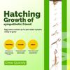 Praying Mantis Ootheca Egg Case with Hatching Habitat Bag (3 Egg Case) - Stem Education Comes with a Transparent Window Bag, Egg Case Produces Approximately up to 400 Baby Nymphs (T Sinensis) view 4